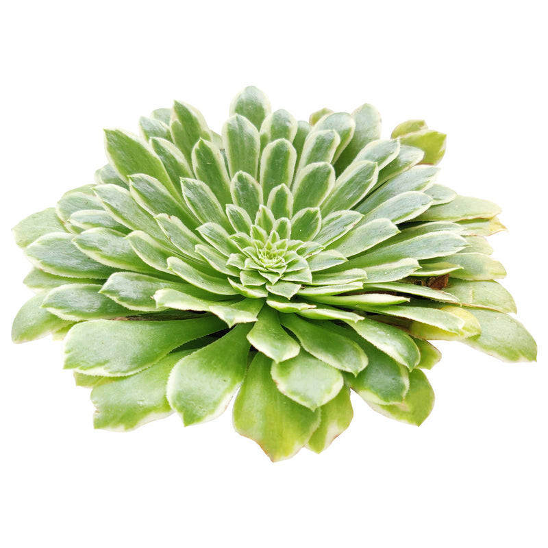 Aeonium Emerald Ice