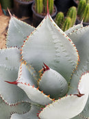 Agave Dragon Toes in 6" Container