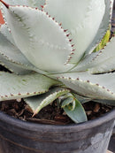 Agave Dragon Toes in 6" Container