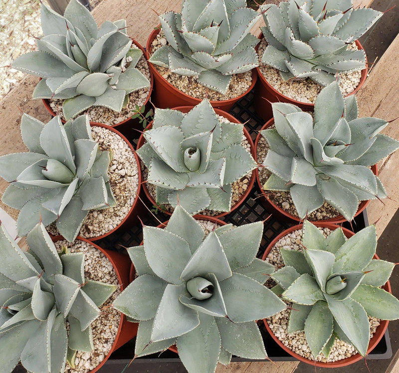 Agave Dragon Toes in 6" Container