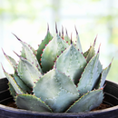 Agave Parryi Huachucensis by The Cactus Outlet
