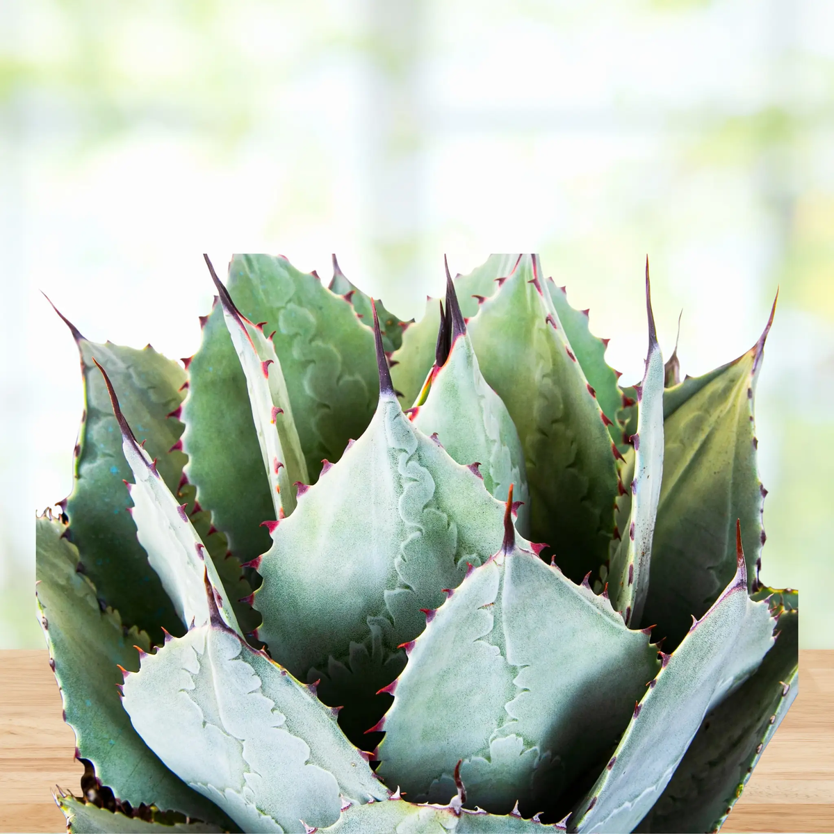 Agave Parryi Huachucensis, photo 5 of 7