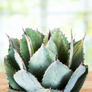 Agave Parryi Huachucensis by The Cactus Outlet