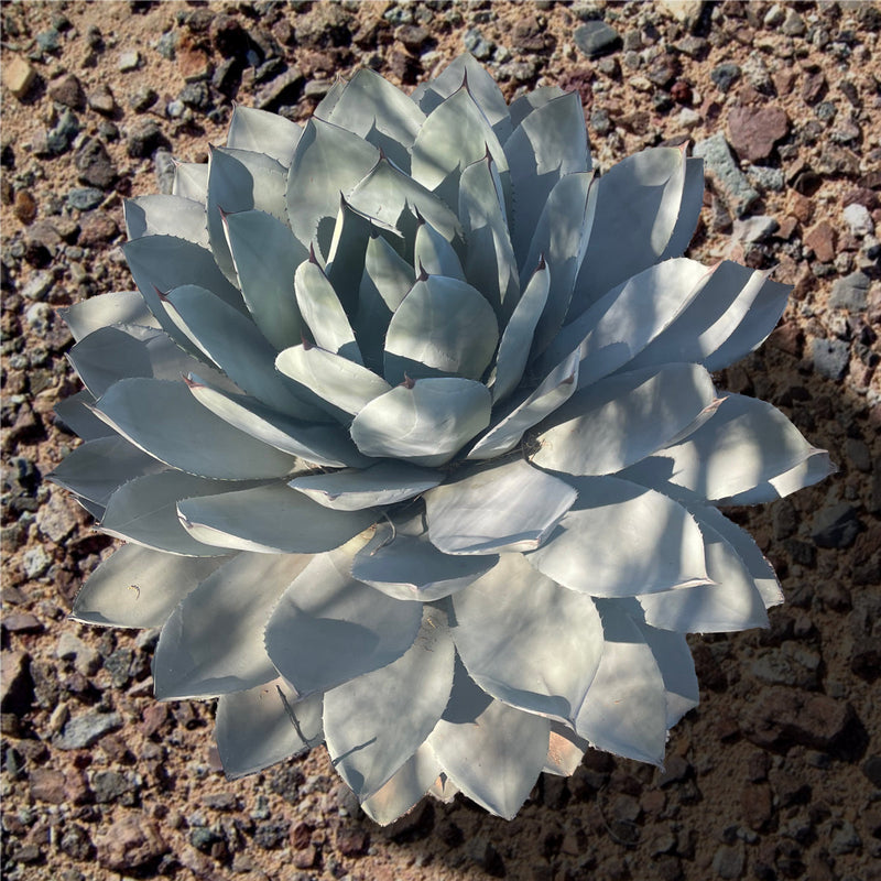 Agave Parryi Truncata