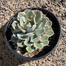 Agave Potatorum Kichiokhan Marginata