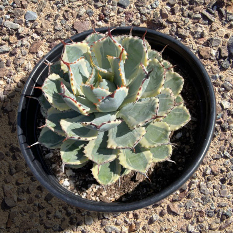 Agave Potatorum Kichiokhan Marginata