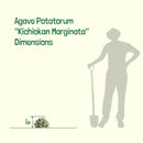 Agave Potatorum Kichiokhan Marginata