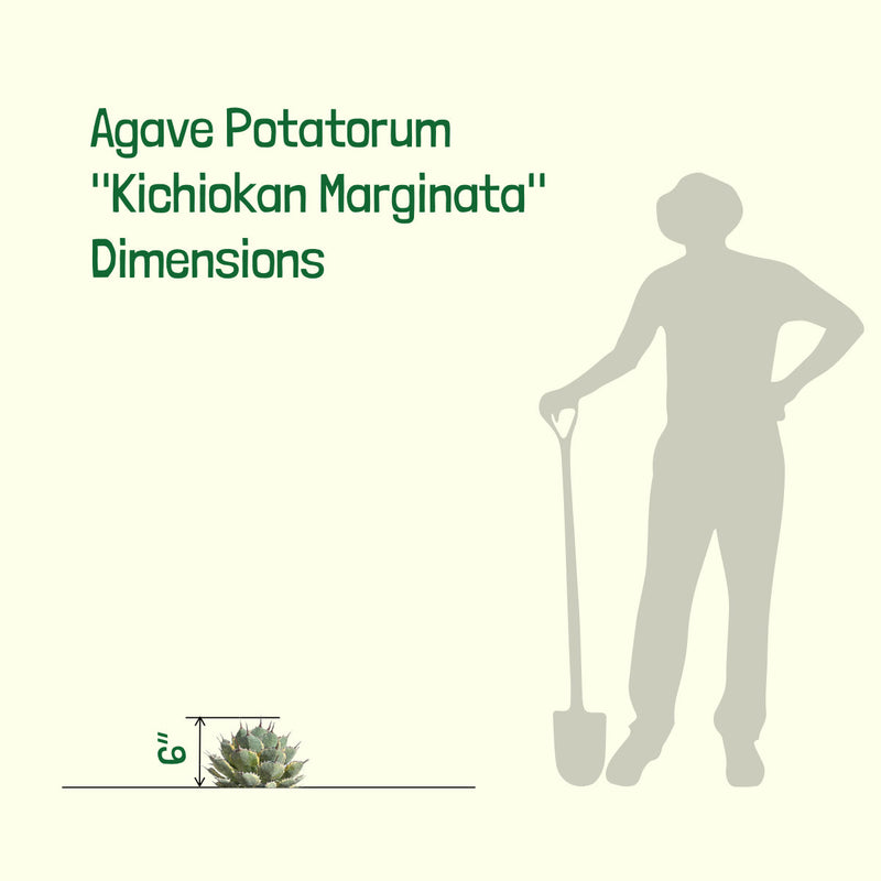 Agave Potatorum Kichiokhan Marginata