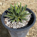 Variegated Queen Victoria Agave by The Cactus Outlet