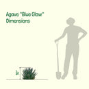 Agave 'Blue Glow'