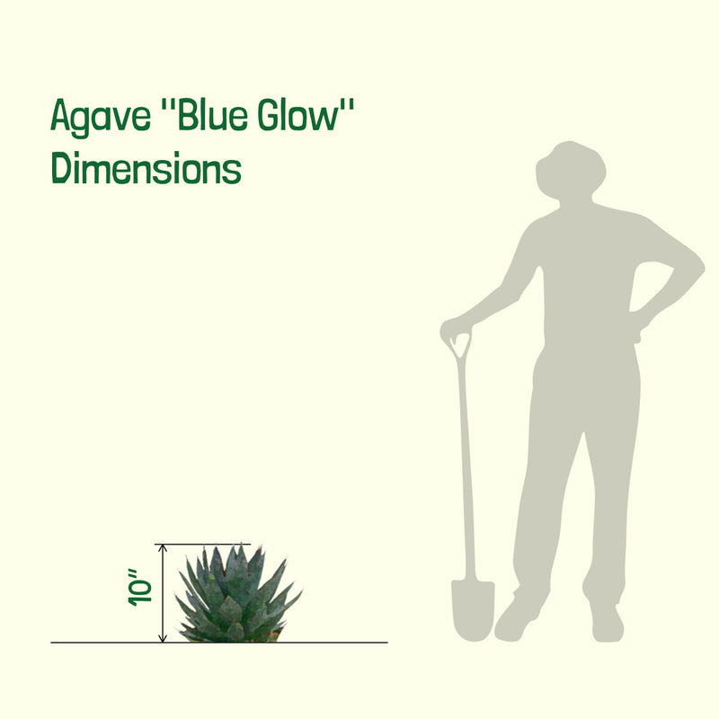 Agave 'Blue Glow'