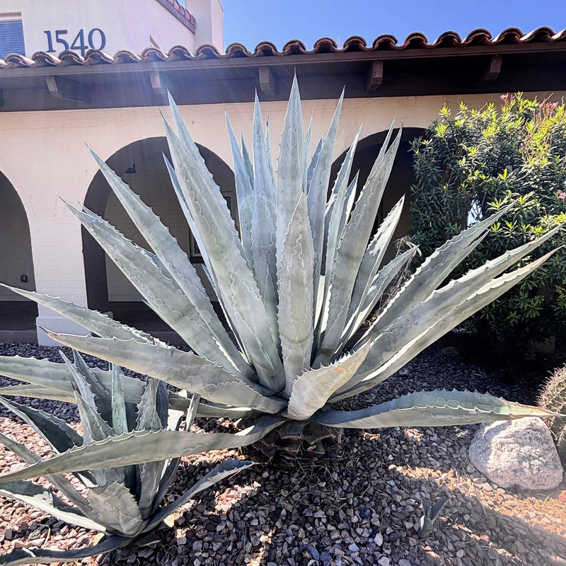 Agave Americana
