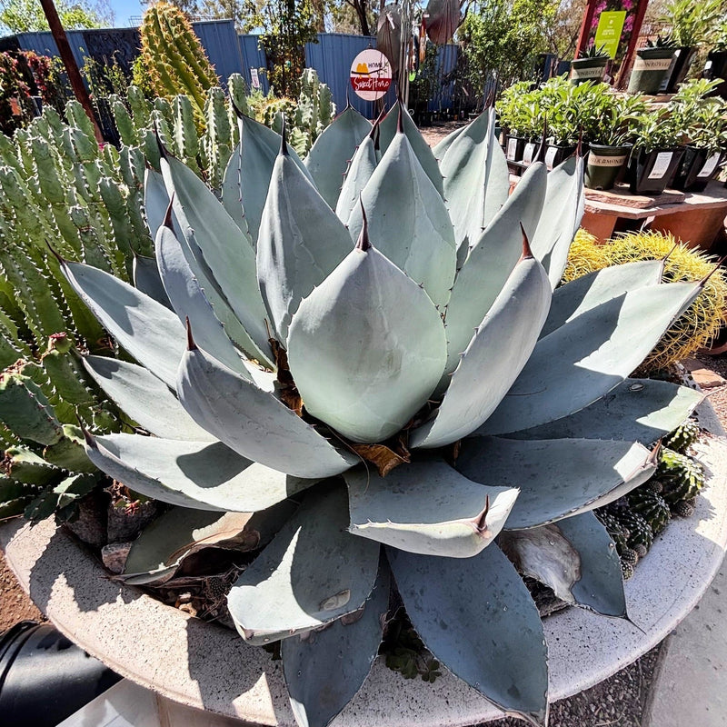 Agave Parryi Truncata