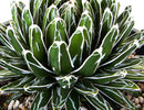 Queen Victoria Agave