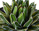 Variegated Queen Victoria Agave