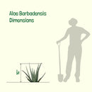 Aloe Barbadensis