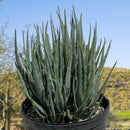 Aloe "Blue Elf"