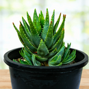 Aloe Brevifolia