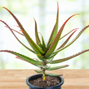 Aloe Cameronii