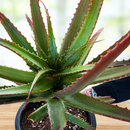 Aloe Cameronii