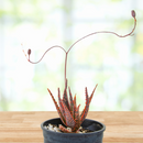 Aloe 'Christmas Carol'