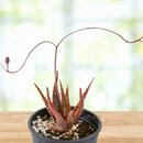 Aloe 'Christmas Carol'
