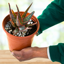Aloe 'Christmas Carol' by The Cactus Outlet