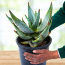 Aloe Ferox