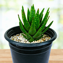 Aloe Nobilis by The Cactus Outlet