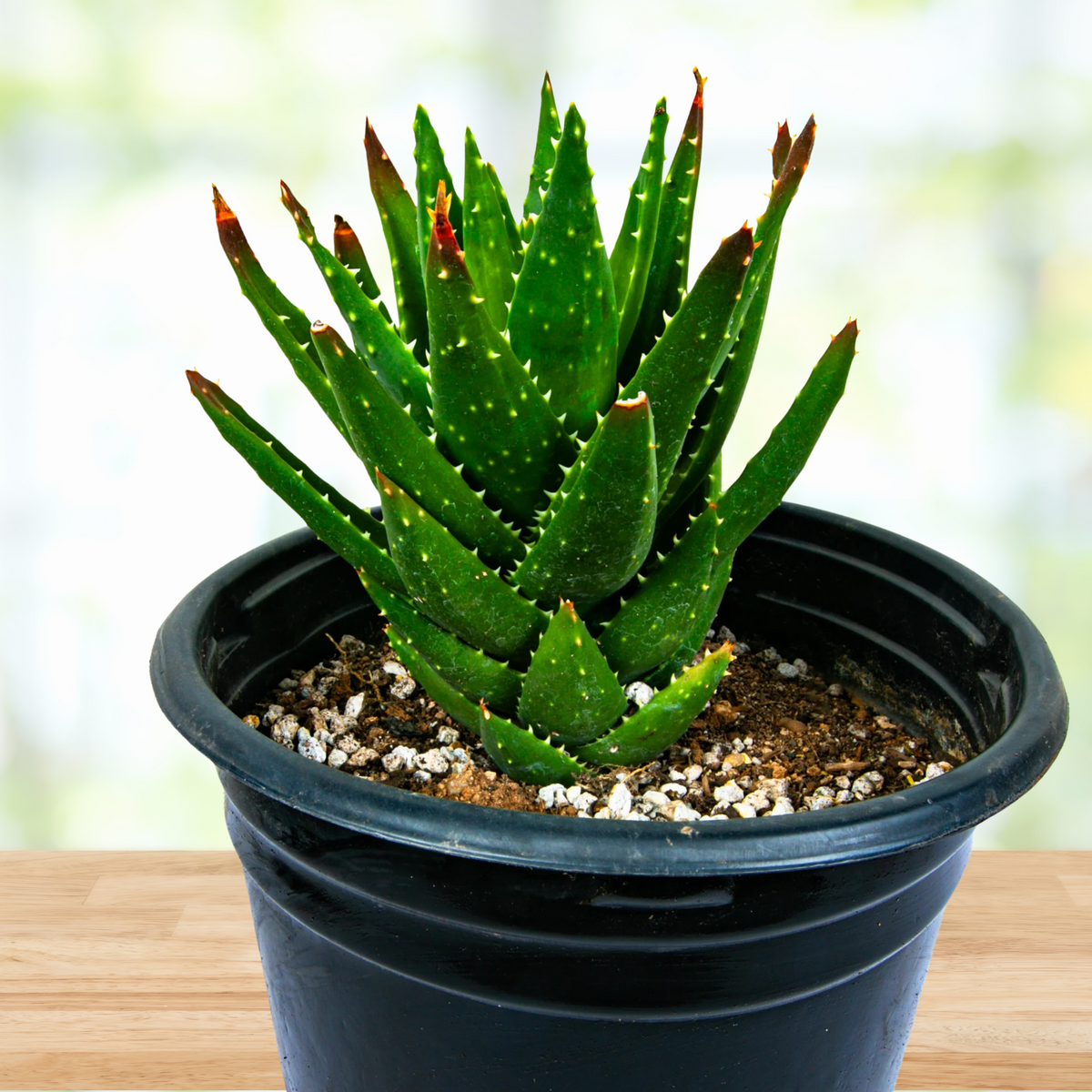 Aloe Nobilis, photo 5 of 6