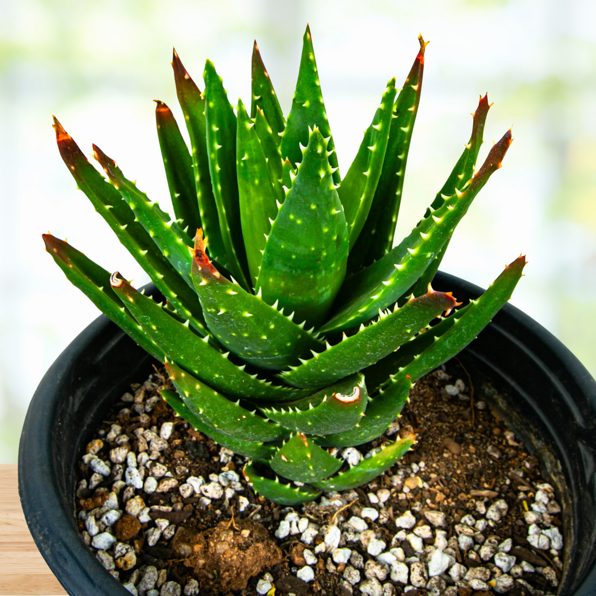 Aloe Nobilis, photo 4 of 6