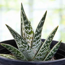 Tiger Aloe