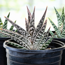 Tiger Aloe