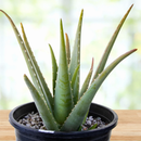 Aloe Barbadensis by The Cactus Outlet