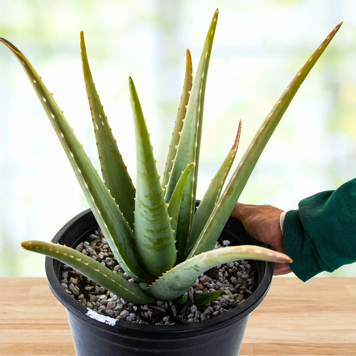 Aloe Barbadensis, photo 8 of 9