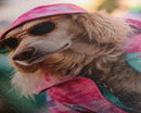 Cocker Spaniel In Sunglasses Pink Shirt Wall Print, Dog Portrait, Dog Art Print, Framed Wall Art, Framed Canvas, Wall Print, Wall Canvas