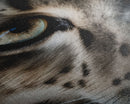 Snow Leopard Photography Art, Framed Canvas Print, Predator Art, Big Cat Art