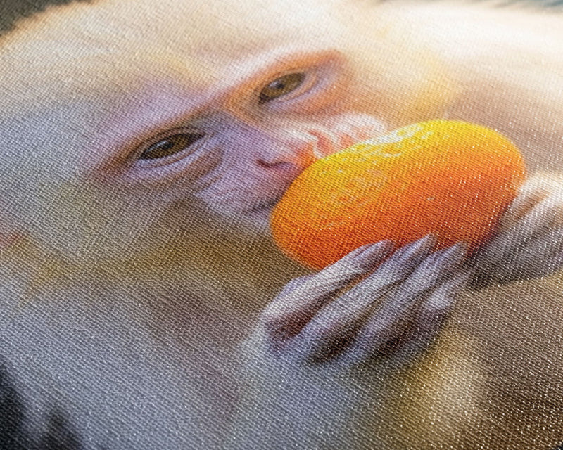 White Monkey Wall Decor, Albino Monkey Wall Art, Monkey Eating Orange, Animal Wall Art, Wall Decor, Canvas Print, Wall Art, Framed Canvas