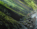 Panoramic Print of Oneonta Gorge Columbia River Extra Large Wall Art, Panoramic Wall Art, Panoramic Landscape Print, Landscape Photography