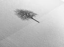 Footprints In the Snow Lead To a Lone Dead Tree - Framed Canvas Print - Ready To Hang Art - Moody Wall Art - Black and White Photography Print