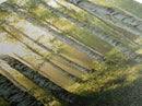 Morning Sunlight Birch Tree Art Canvas Print Natural Landscape Gift Rustic Farmhouse Vertical Artwork Home Decor Above Bed