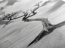 Solitary Tree, Beach Art, Surreal Landscape, Moody Wall Decor, Framed Canvas Print, Meditation Room Art, Monochrome Nature Style