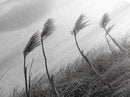 Windy Grasses, Coastal Scene, Tall Grass Field, Autumn Decor, Canvas Print, Farmhouse Style, Dining Room Wall Art, Nature Mood