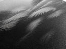 Fern Jungle Leaves, Tropical Botanical Print, Misty Rainforest Wall Art, Framed Canvas Print, Bathroom Decor, Moody Plant Art
