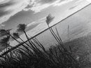 Reeds at Sunset, Lake Shoreline, Tranquil Water, Framed Canvas Print, Entryway Wall Art, Autumn Decor, Natural Photography, Neutral Tones