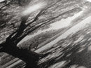Sunlight Tree, Autumn Glow, Nature Shadowplay, Black White Forest Scene, Canvas Print, Fall Living Room Art, Boho Earthy Wall Decor