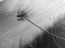 Solitary Grass Print, Minimalist Field Art, Tall Grass Photography, Rustic Bedroom Wall Decor, Framed Canvas Print, Fall Nature Vibe