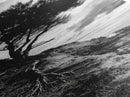 Cliff Tree, Coastal Roots, Dramatic Landscape, Framed Canvas Print, Bold Nature Wall Art, Modern Black And White Decor, Fall Office Accent