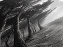 Windy Forest Trail, Dark Coastal Trees, Atmospheric Nature, Framed Canvas Print, Fall Living Room Wall Art, Moody Landscape Aesthetic