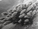 Desert Cactus, Nature Photography, Black White Art, Canvas Print, Boho Western Wall Decor, Modern Rustic Living Room Art, Nature Print